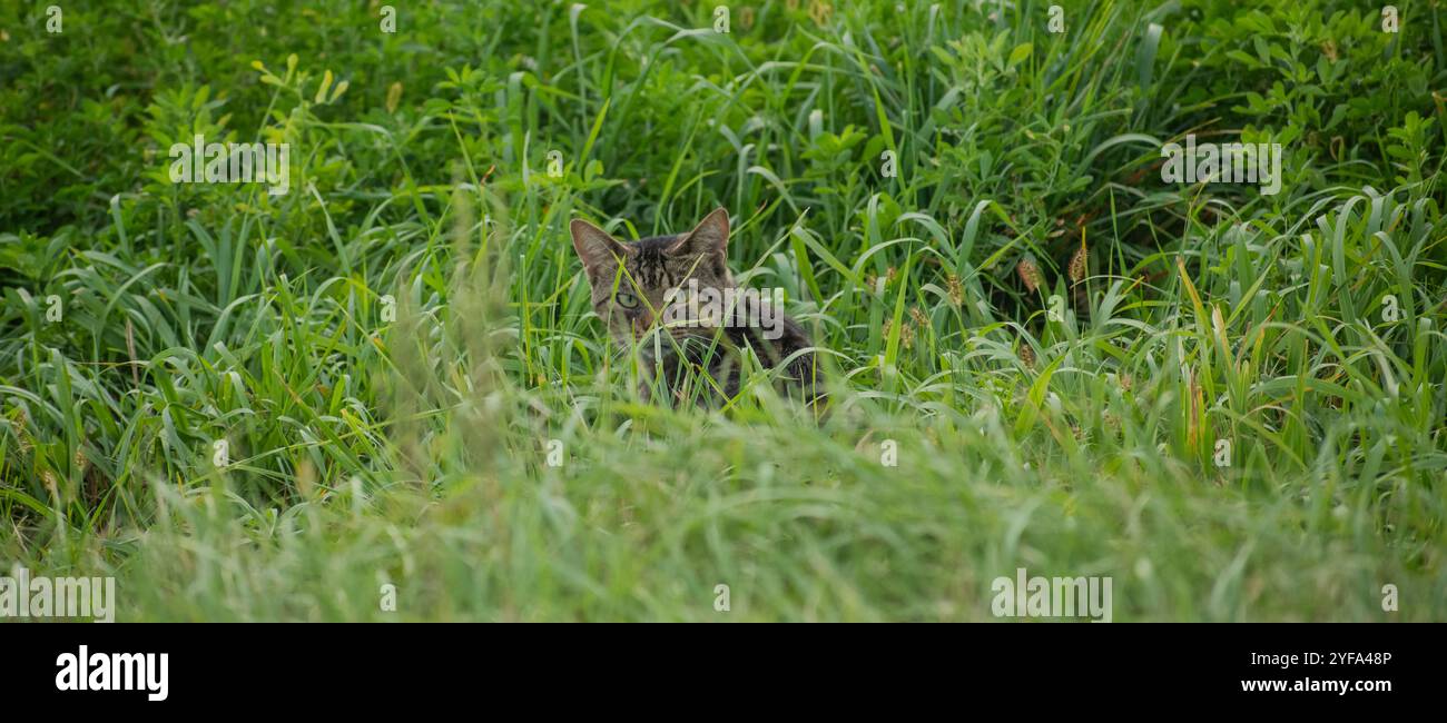 cat in a grassy field Stock Photo