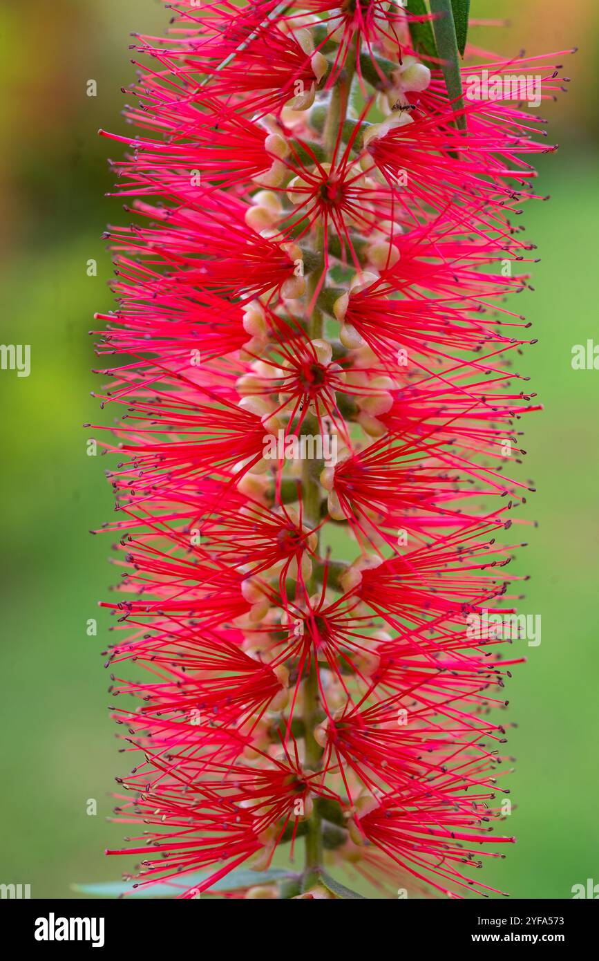 Red bottlebrush (Melaleuca viminalis) - Kampala - Uganda Stock Photo