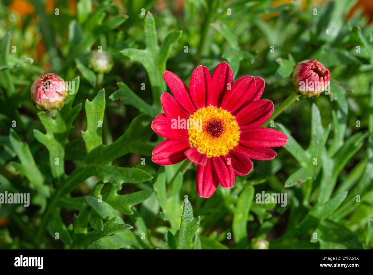 Pyrethrum daisy hi-res stock photography and images - Alamy