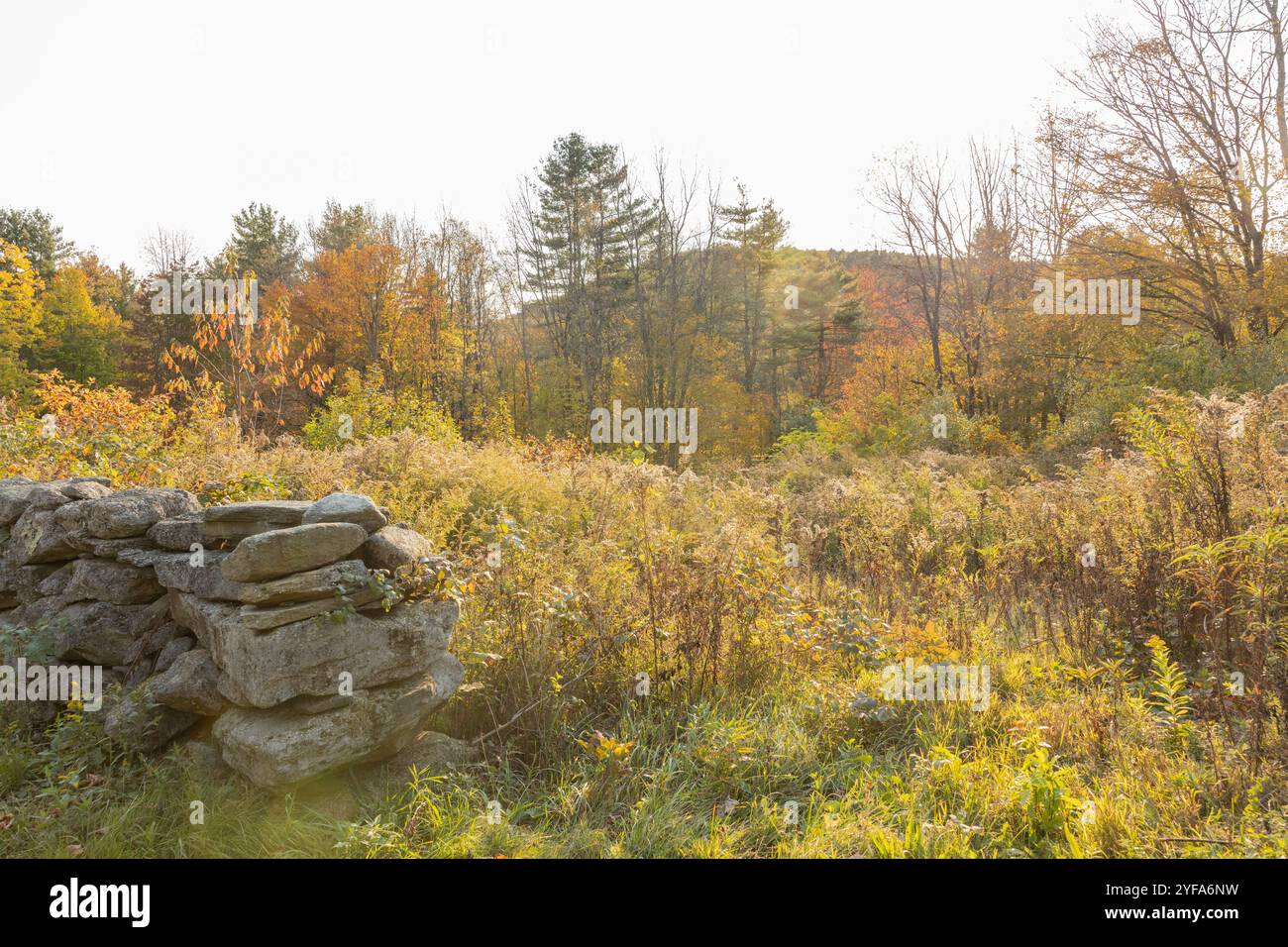 Stone wall new england forest hi-res stock photography and images - Alamy