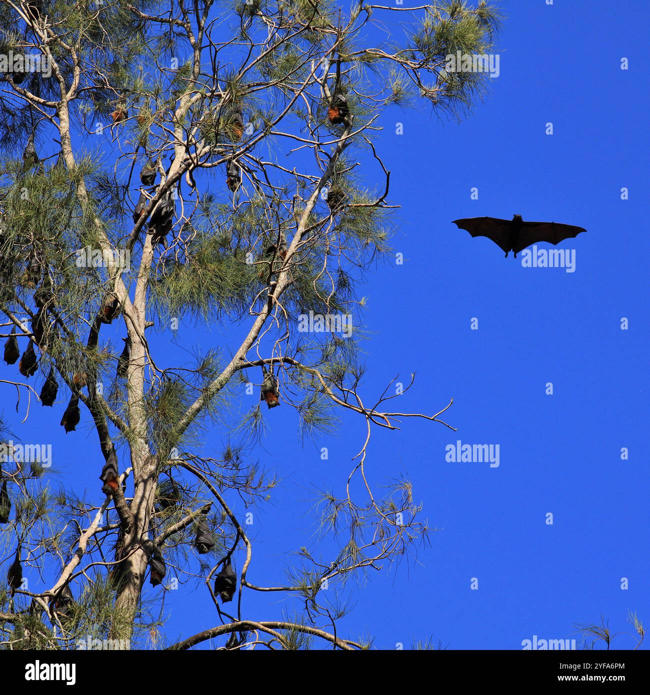 Big flying foxes hi-res stock photography and images - Alamy
