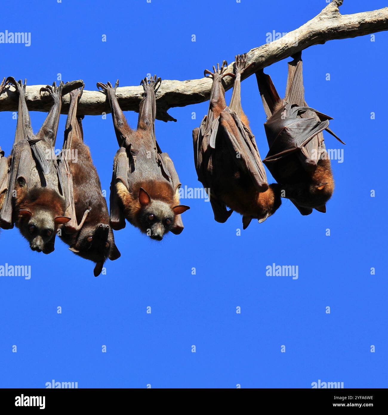 Big colony bat in hi-res stock photography and images - Alamy