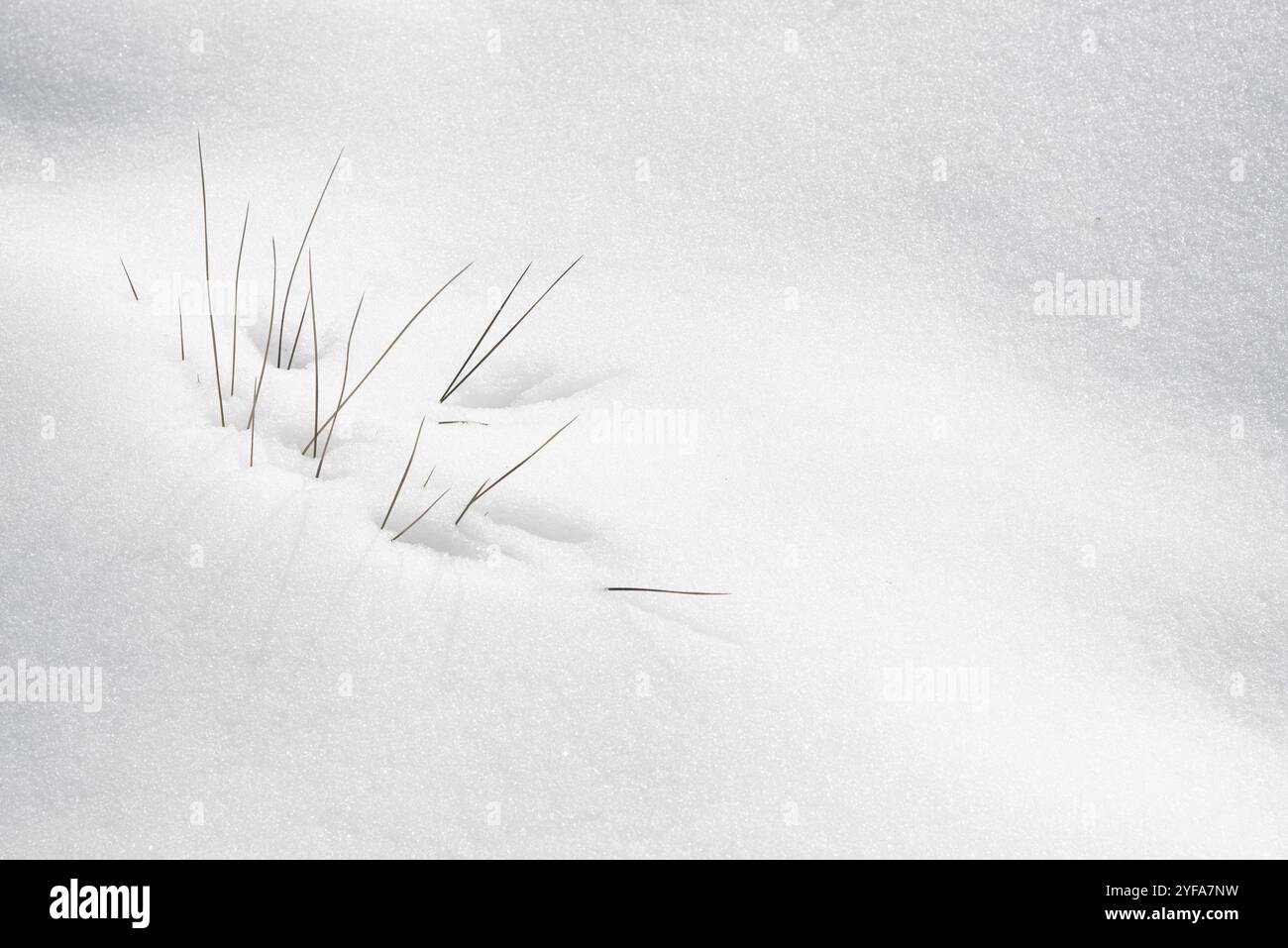 Winter plants blooming through the white fresh snow. Nature background textures Stock Photo