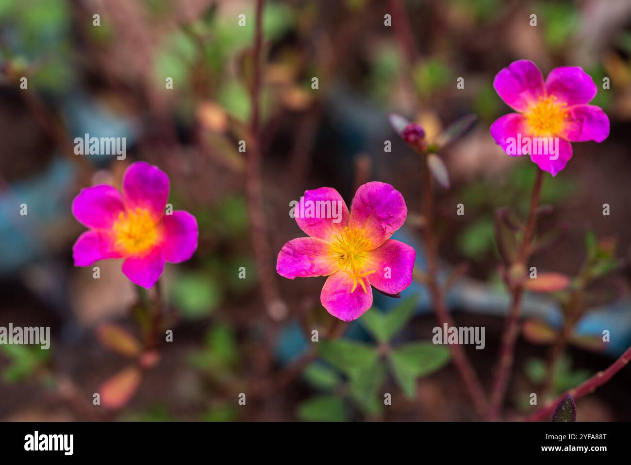 Wingpod purslane ( Portulaca umbraticola ) - Kampala Uganda Stock Photo ...