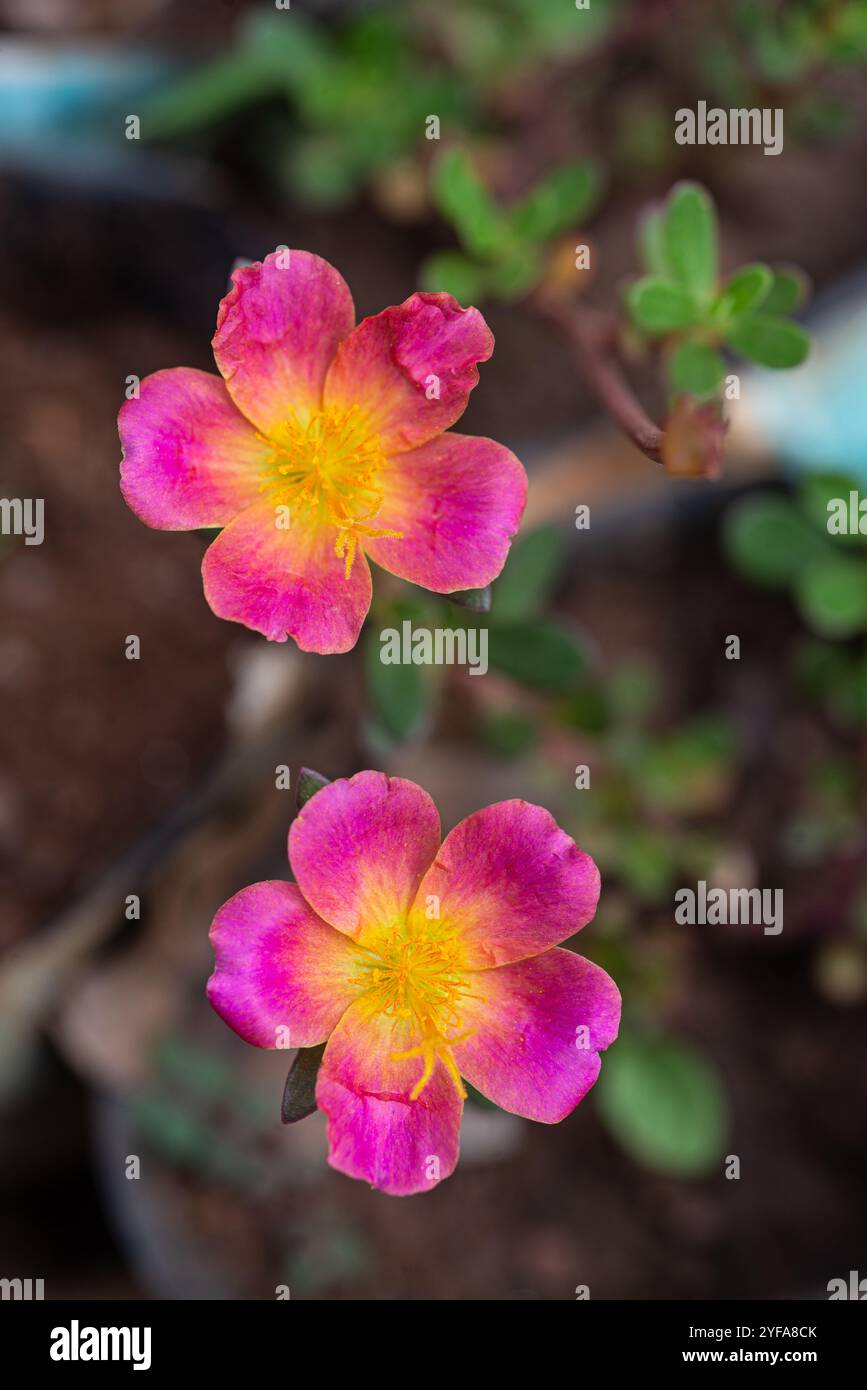Wingpod purslane ( Portulaca umbraticola ) - Kampala Uganda Stock Photo ...