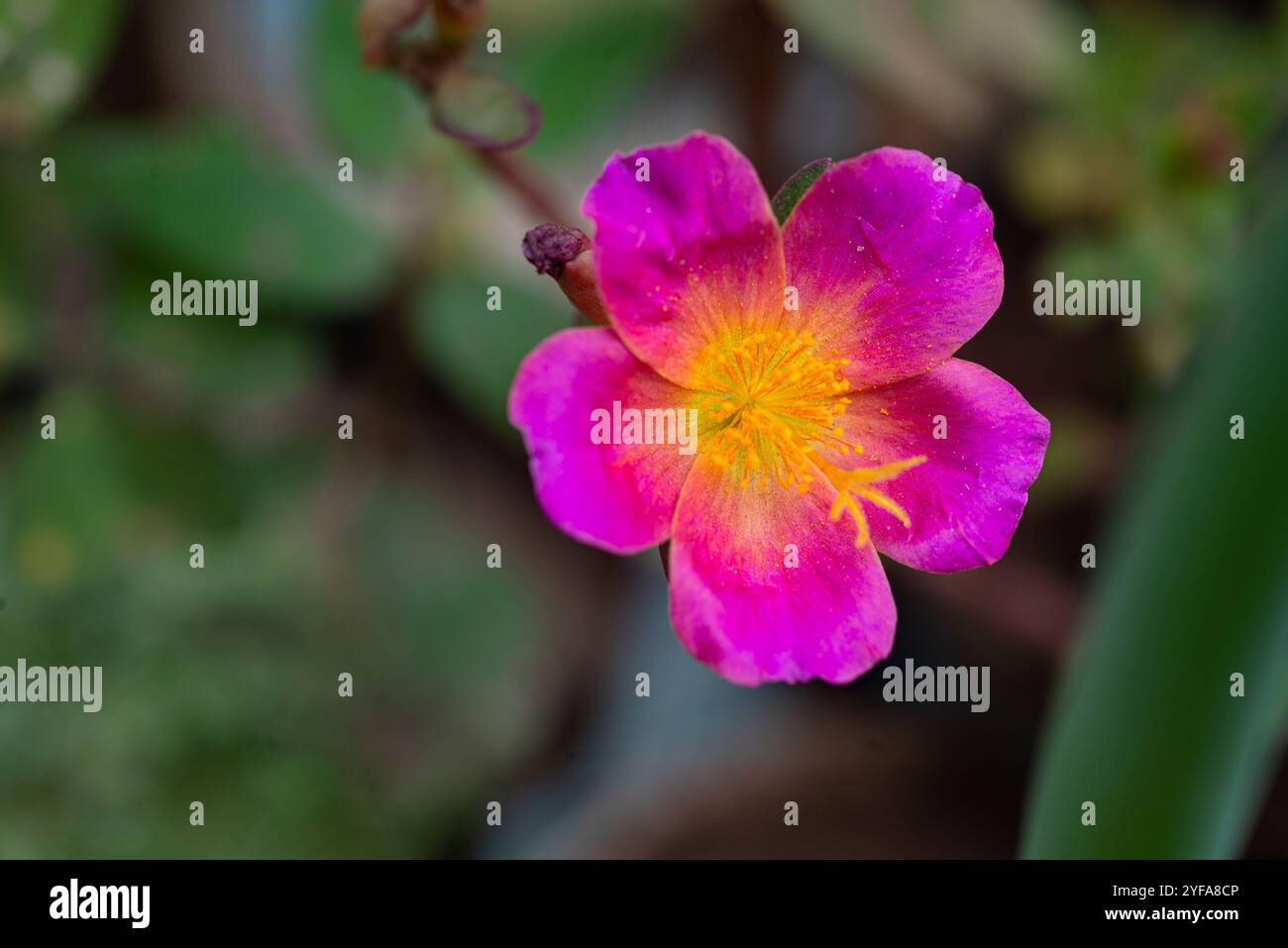Wingpod purslane ( Portulaca umbraticola ) - Kampala Uganda Stock Photo ...