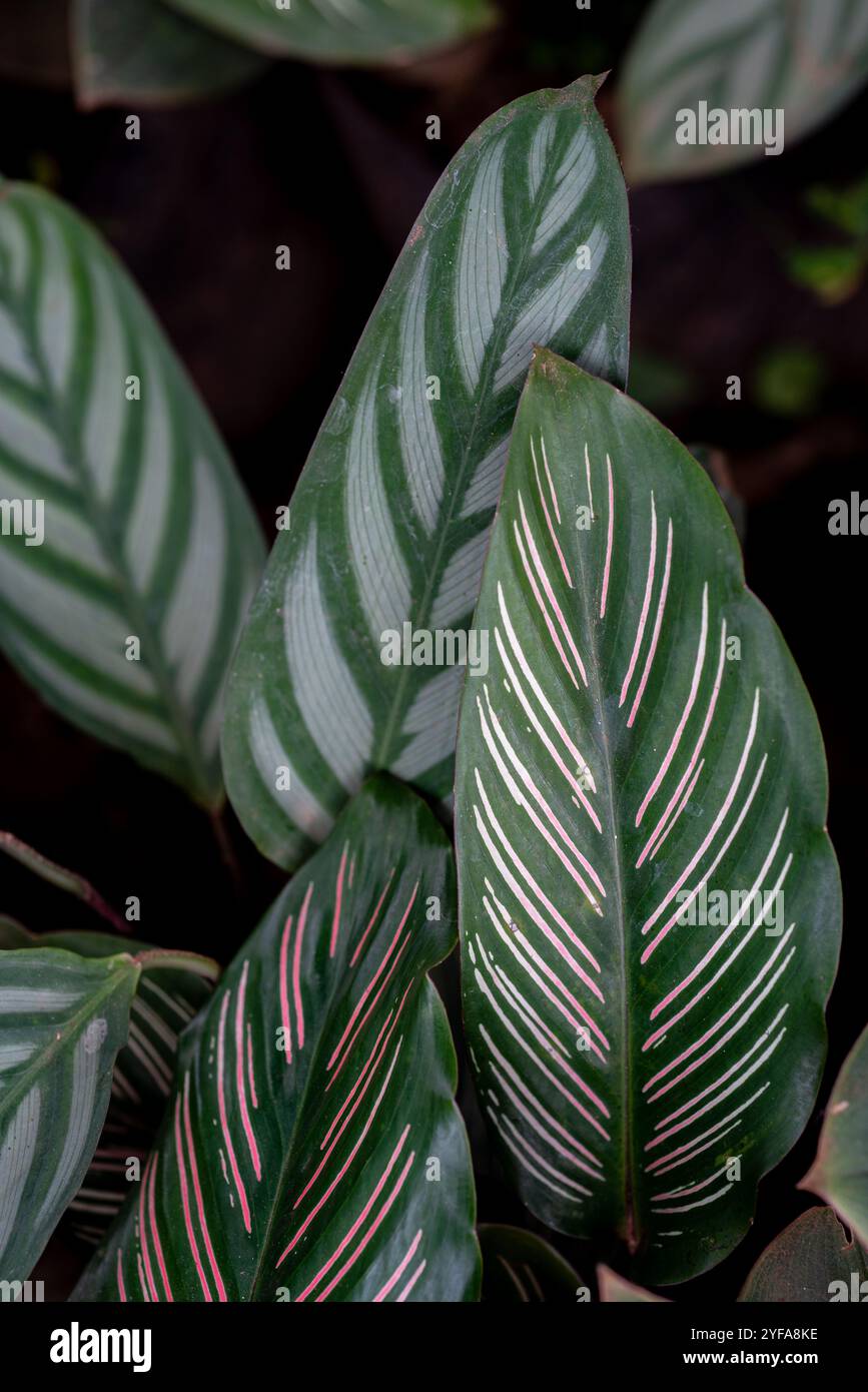 calathea flamestar pflege Calathea Flamestar  Tropical Houseplant