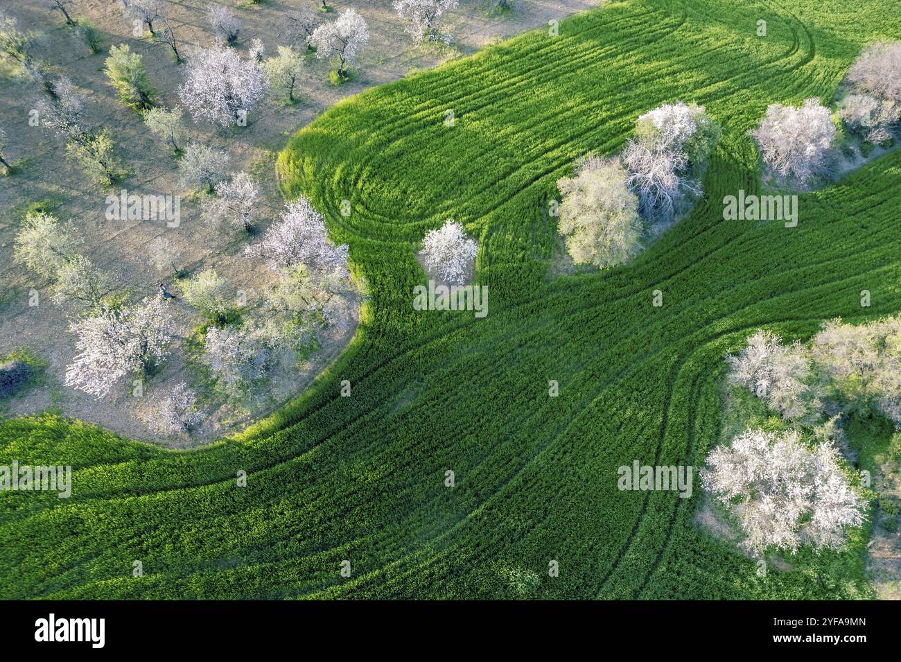 Top down aerial view almond hi-res stock photography and images - Alamy