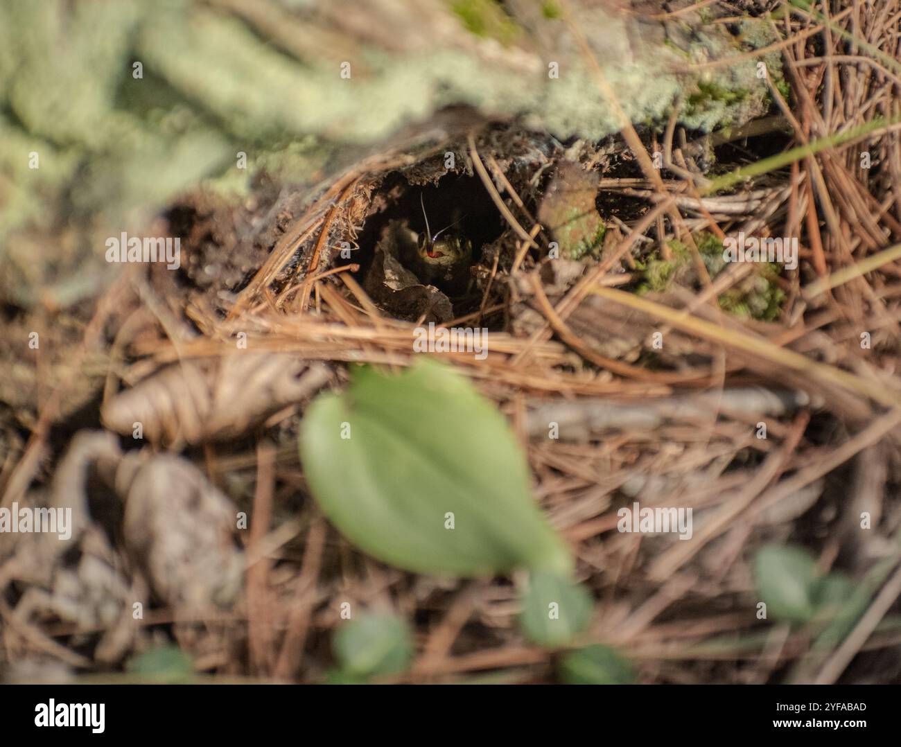 snake peeking out of a hole in the forest floor Stock Photo