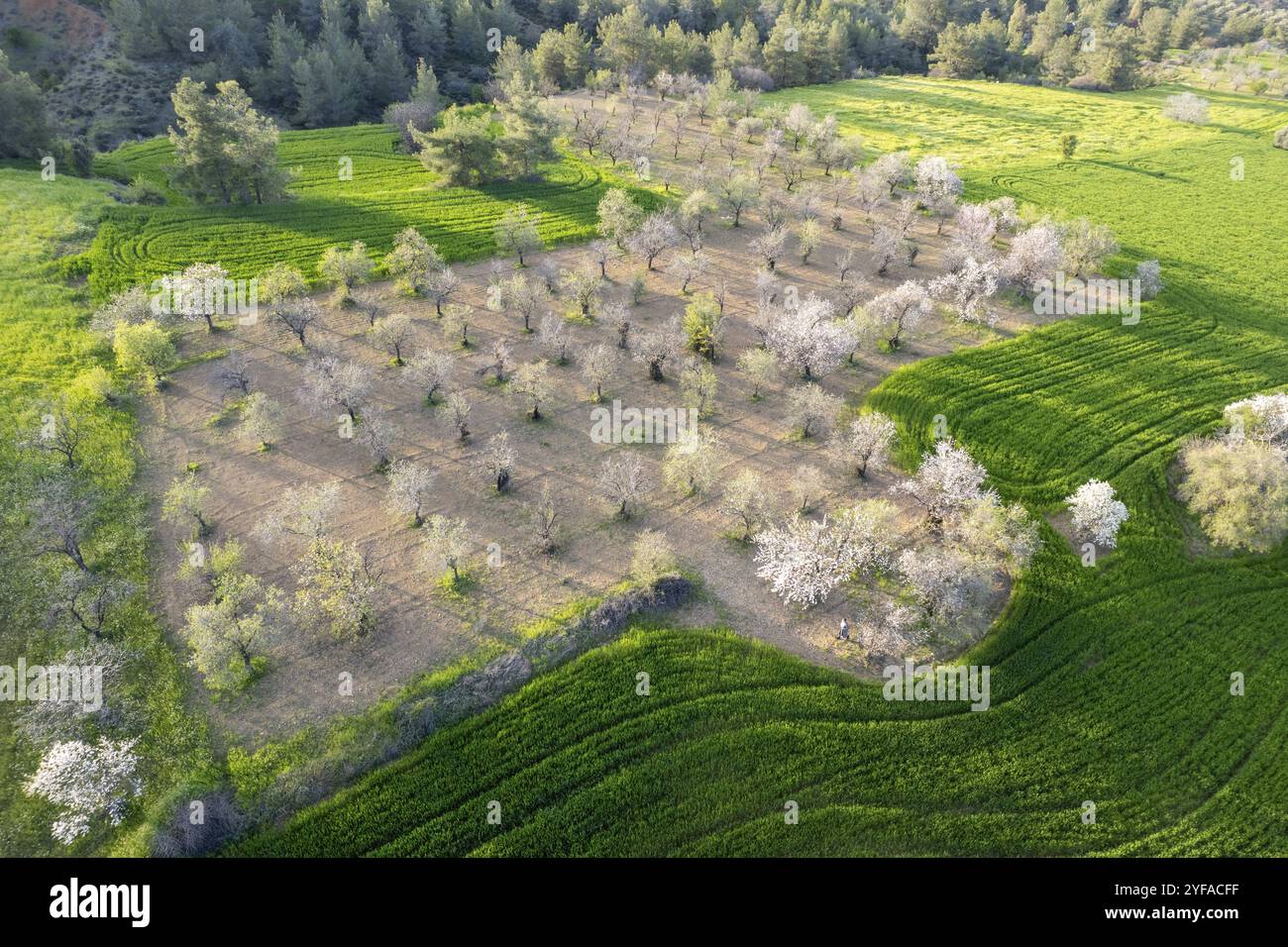 Drone aerial view of green meadow agriculture field and blooming almond tree. Spring season outdoor. Cyprus landscape Stock Photo