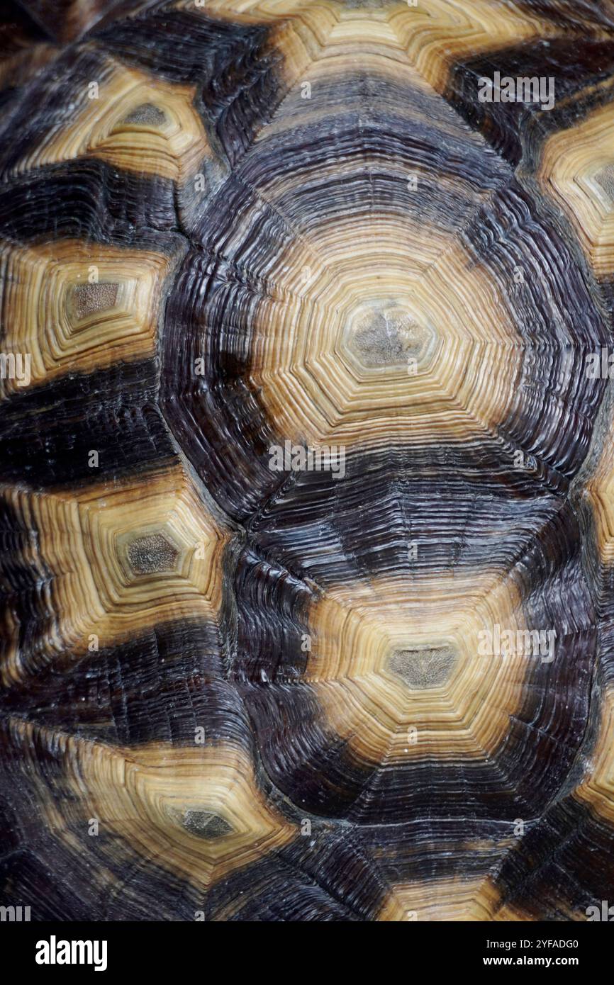 Detailed tortoise hi-res stock photography and images - Alamy