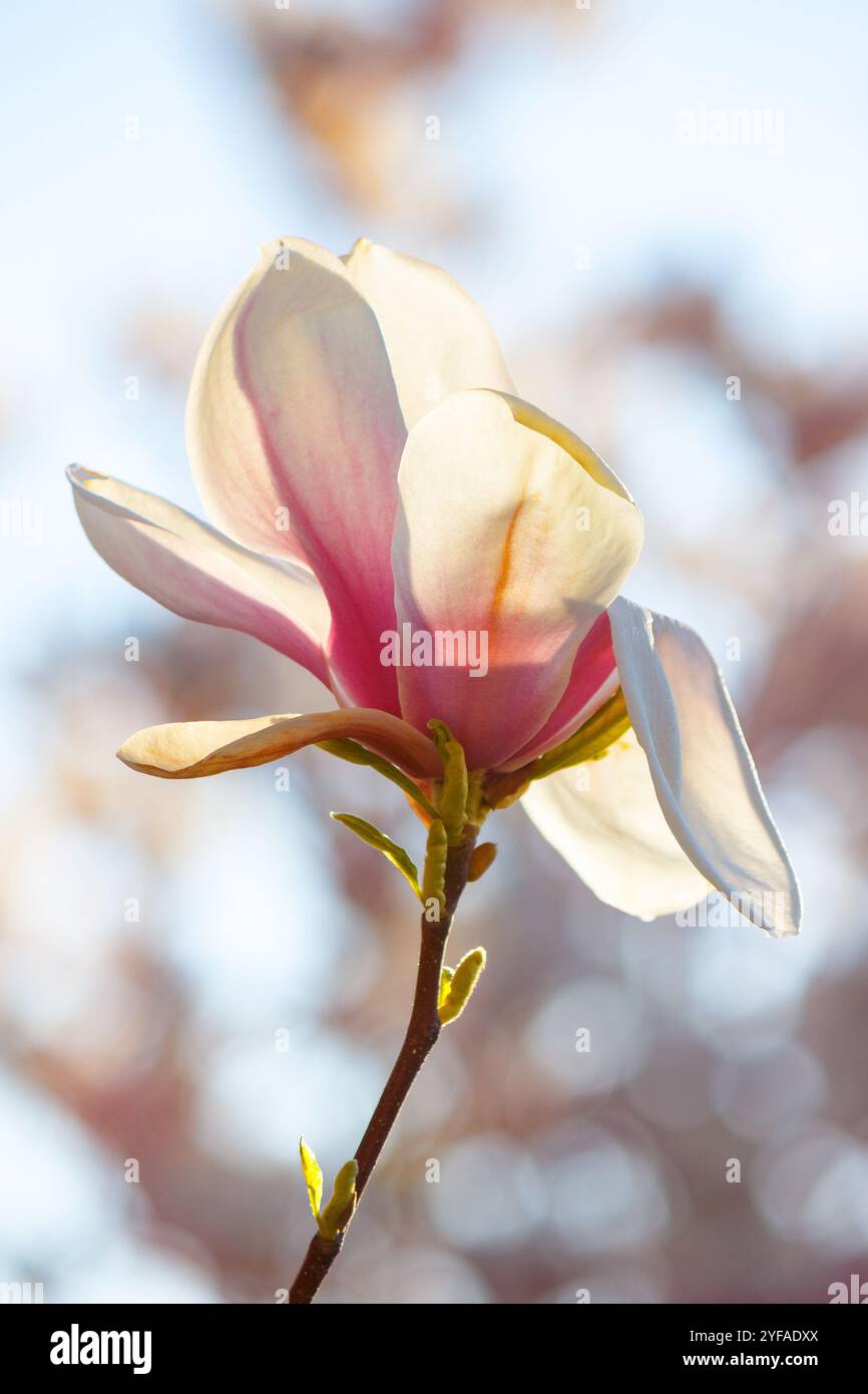 magnolia soulangeana tree blooming. big flower. closeup nature background in spring. backlit scenery on a sunny day in april. fresh fragility Stock Photo