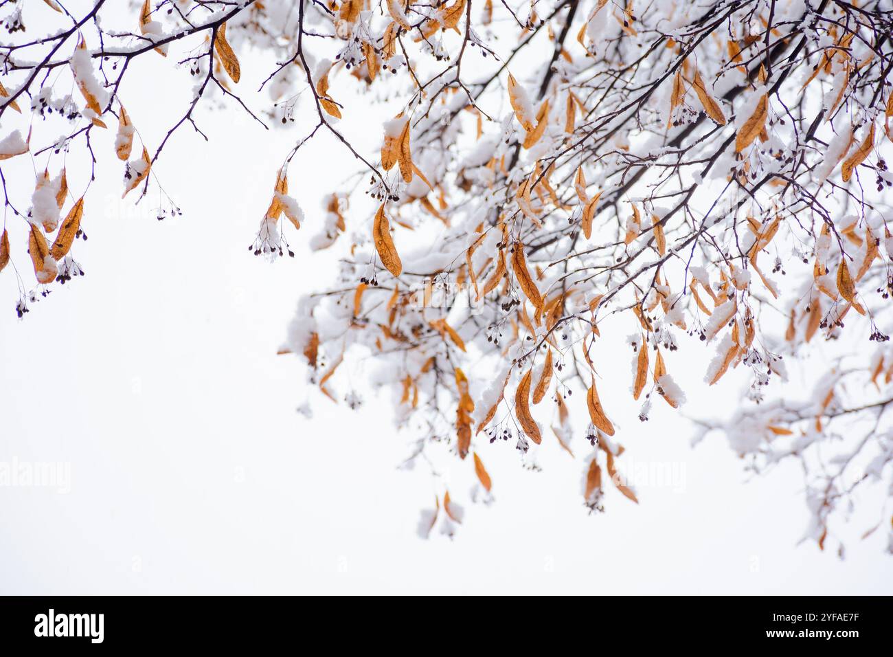 snow covered foliage of linden tree. closeup view. beautiful nature background in late autumn. winter is coming. cold weather Stock Photo