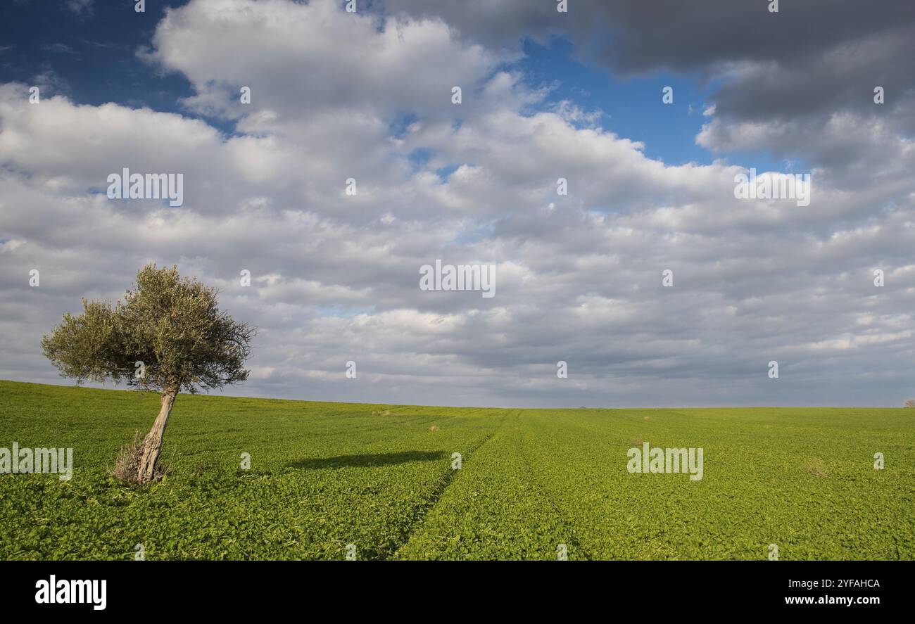 Lonely tree growing out hi-res stock photography and images - Alamy
