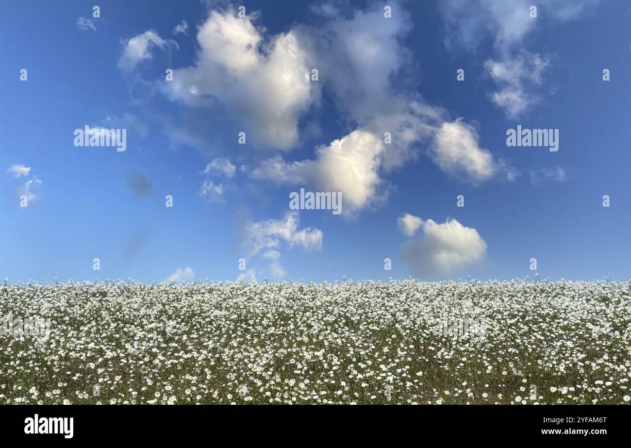 White chamomile daisies on blue cloudy sky background. Nature tranquil landscape Stock Photo