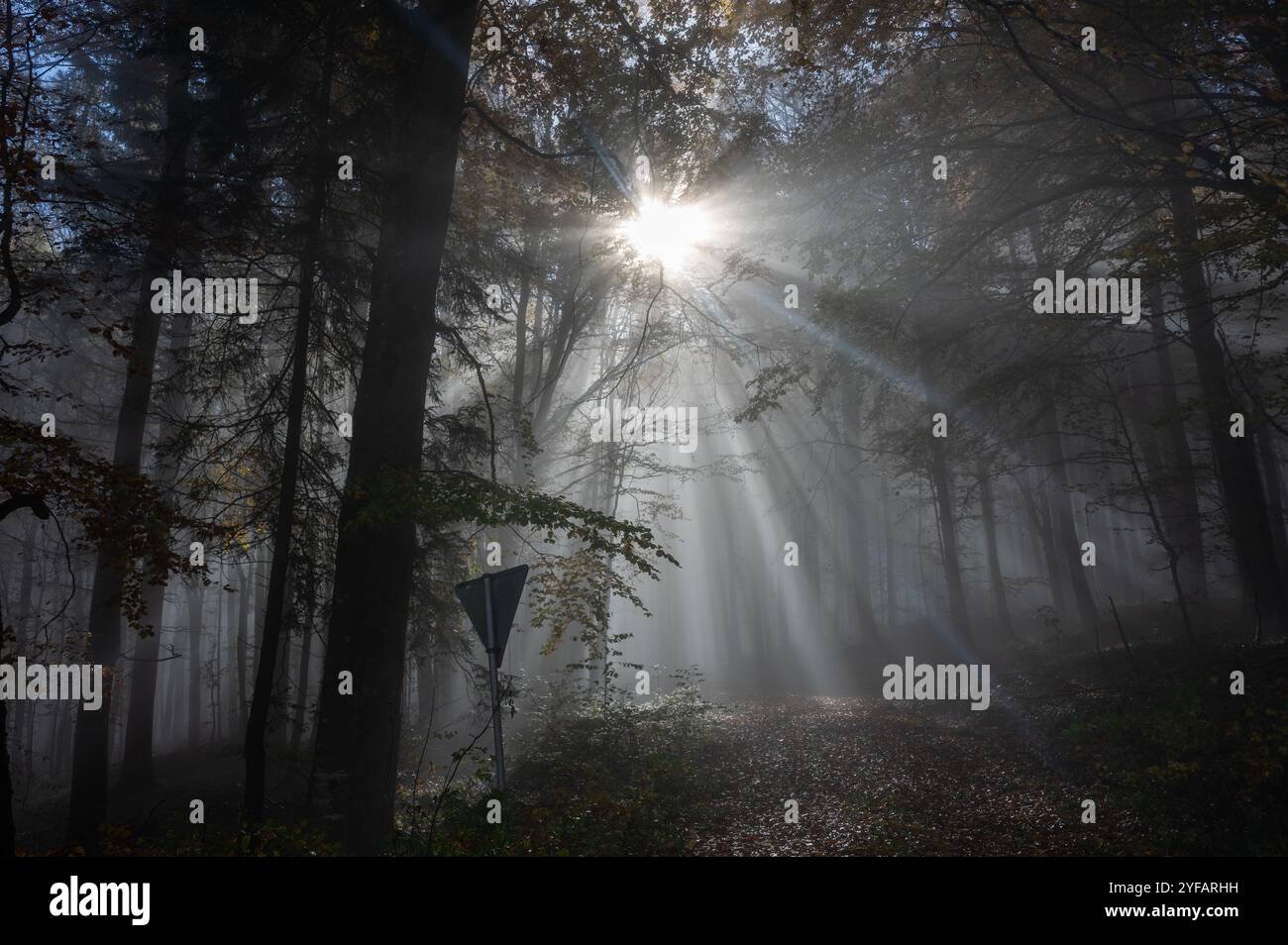 Sun shines in the morning fog in a forest in autumn time, with the back ...