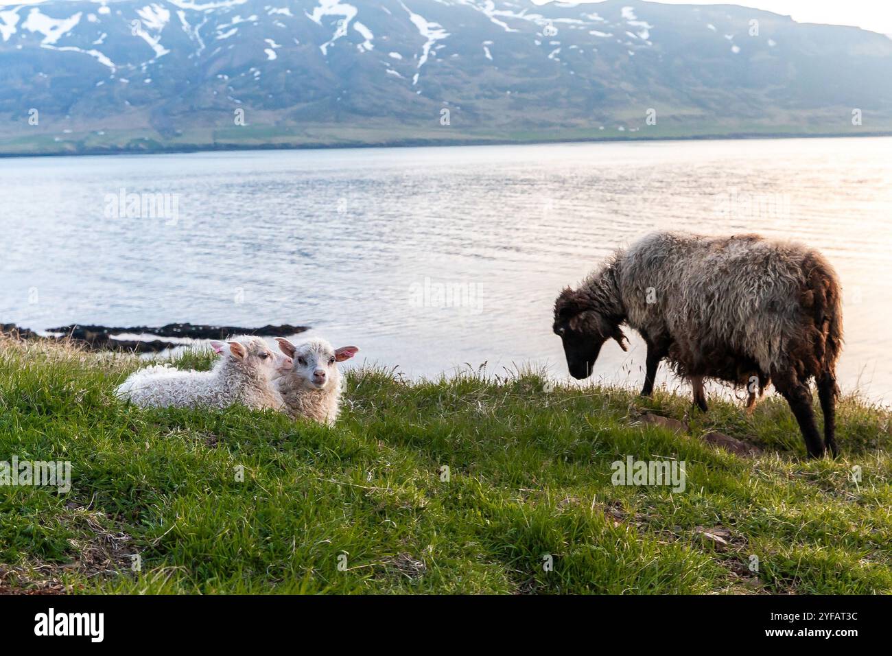 Icelandic Sheep With Lambs Grazing By The Scenic Fjord With Snow capped Icelandic Sheep With Lambs Grazing By The Scenic Fjord With Snow capped