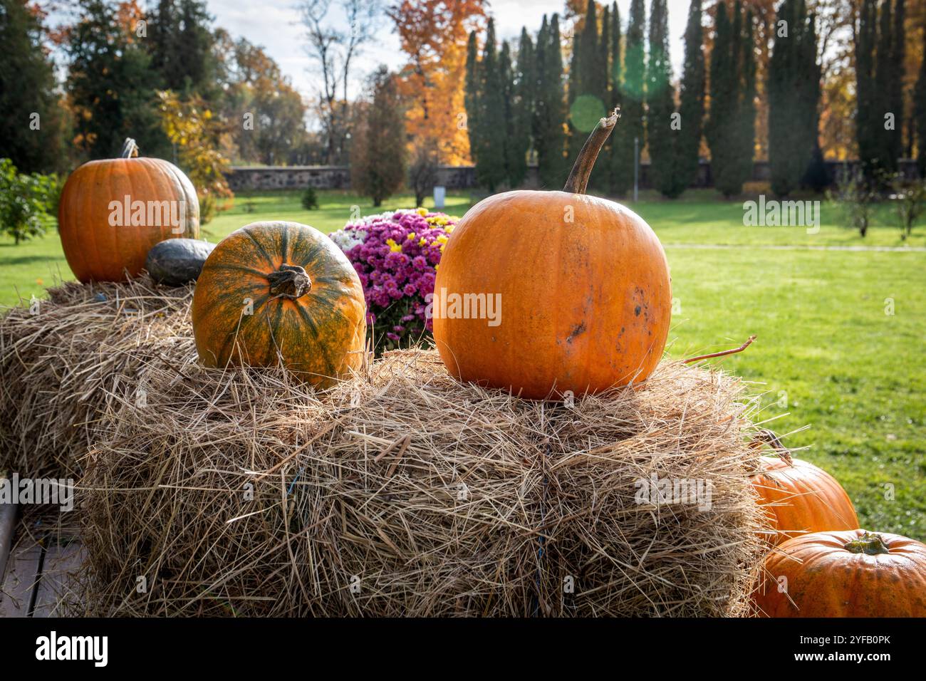 Decorative orange and green pumpkins on a haystack. Sunny day Stock ...
