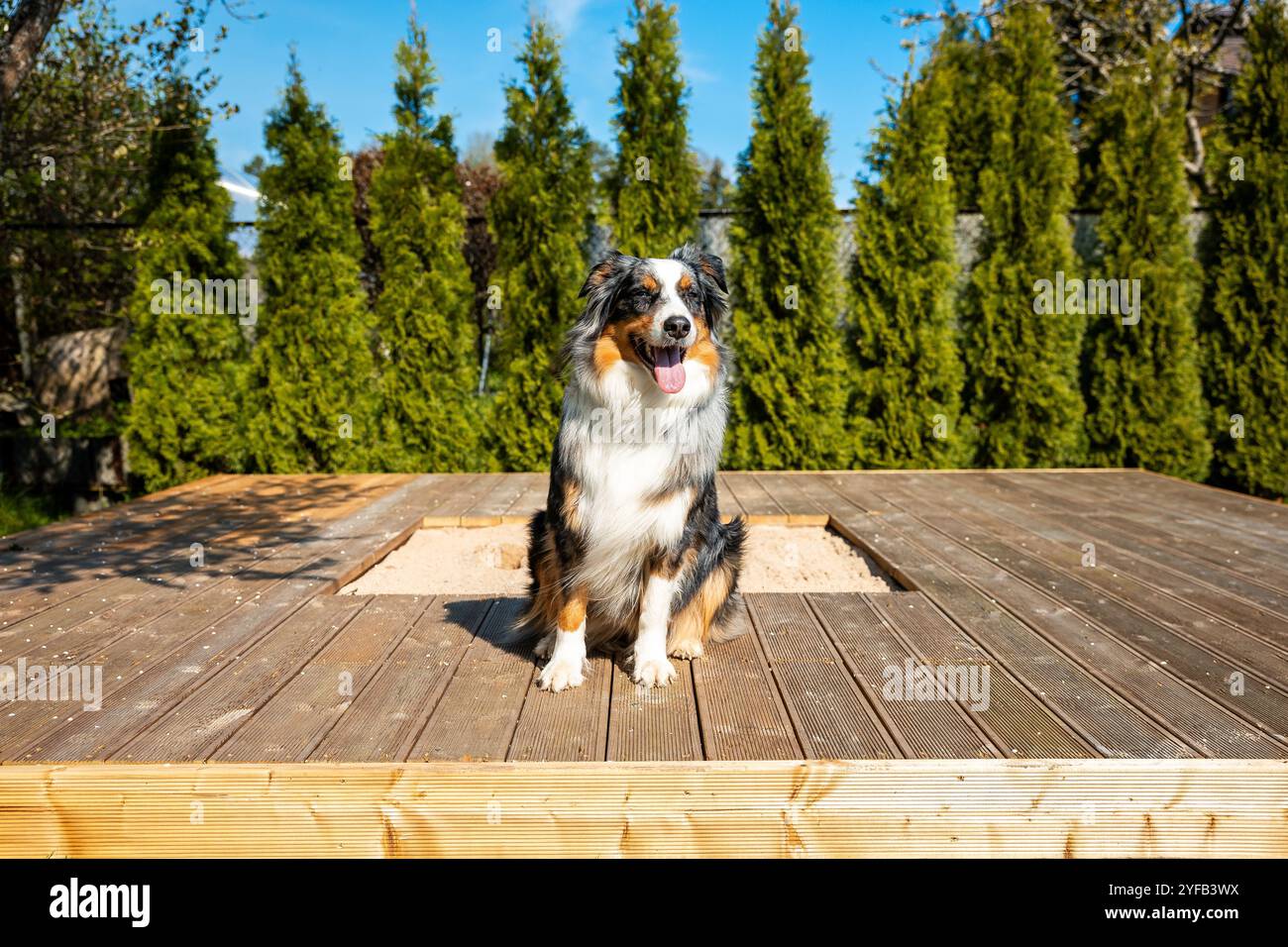 Australian Shepherd sitting on a wooden deck in a sunny backyard Stock Photo