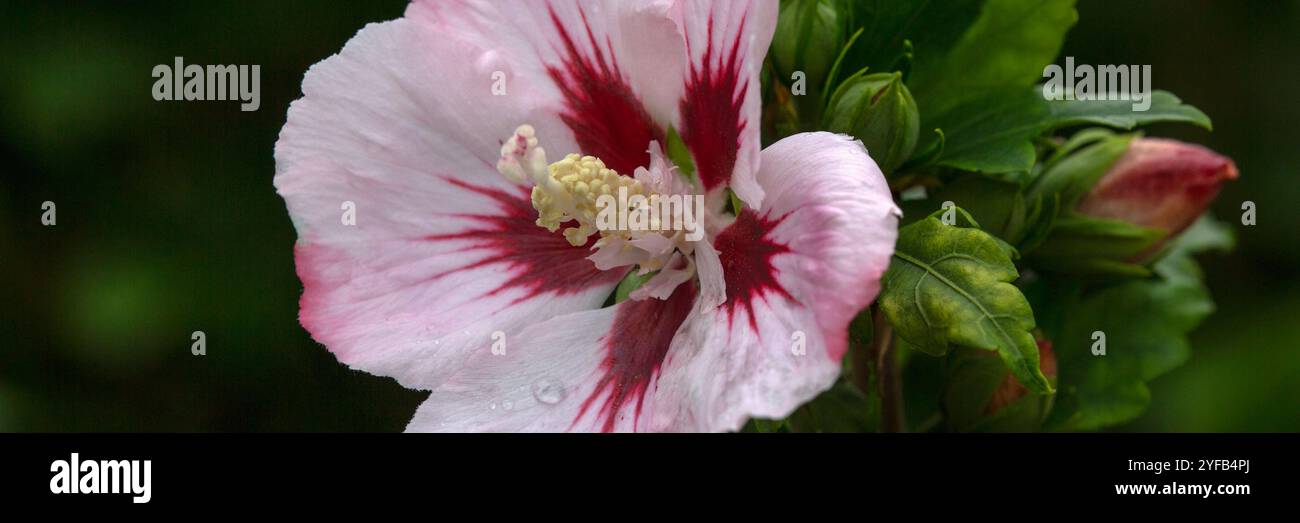 Panorama of flower of Rose of Sharon (Hibiscus syriacus 'Hamabo') in a garden in autumn Stock Photo