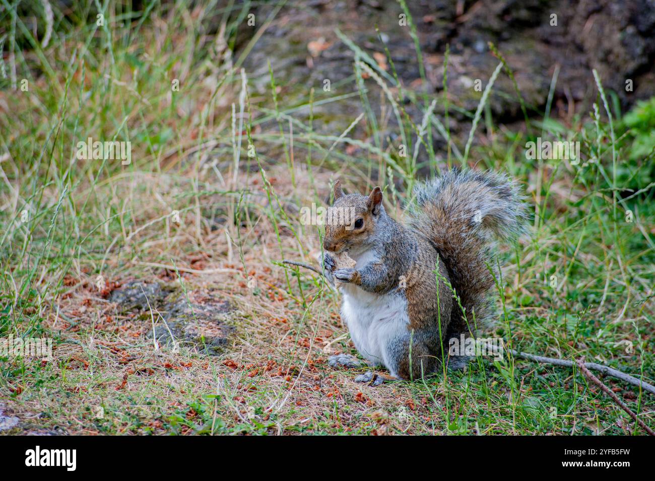 European squirrel on the ground Stock Photo