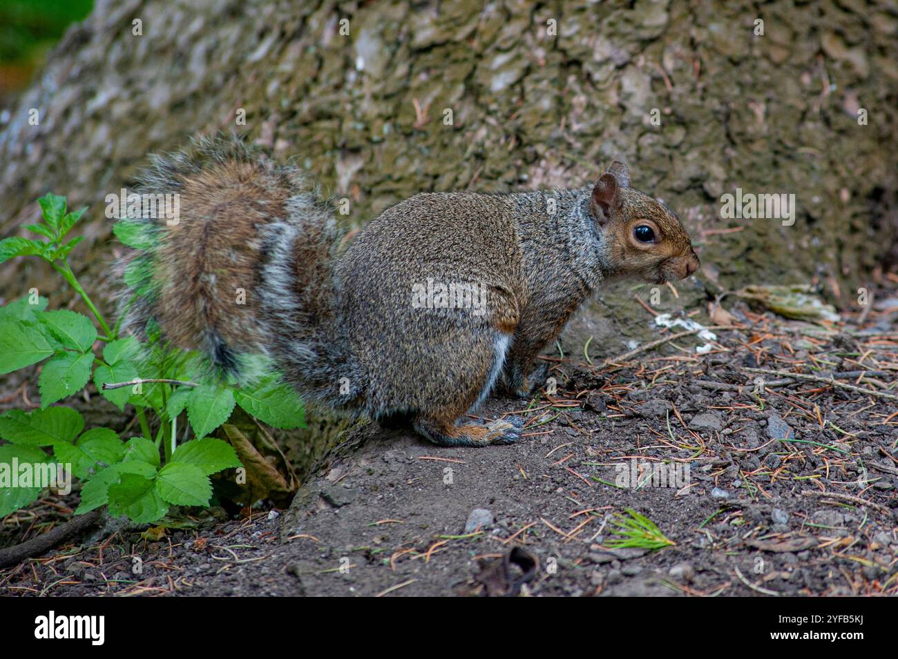 European squirrel on the ground Stock Photo