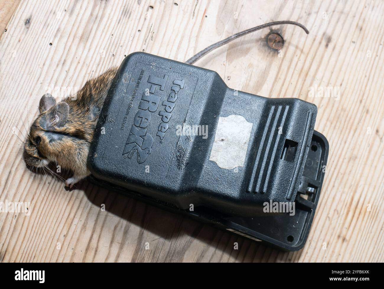 Caught mouse in mouse trap Stock Photo