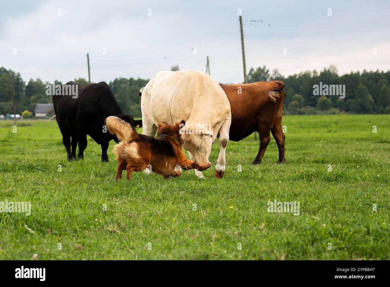 dog herds cows on a lush green pasture under a cloudy sky ...