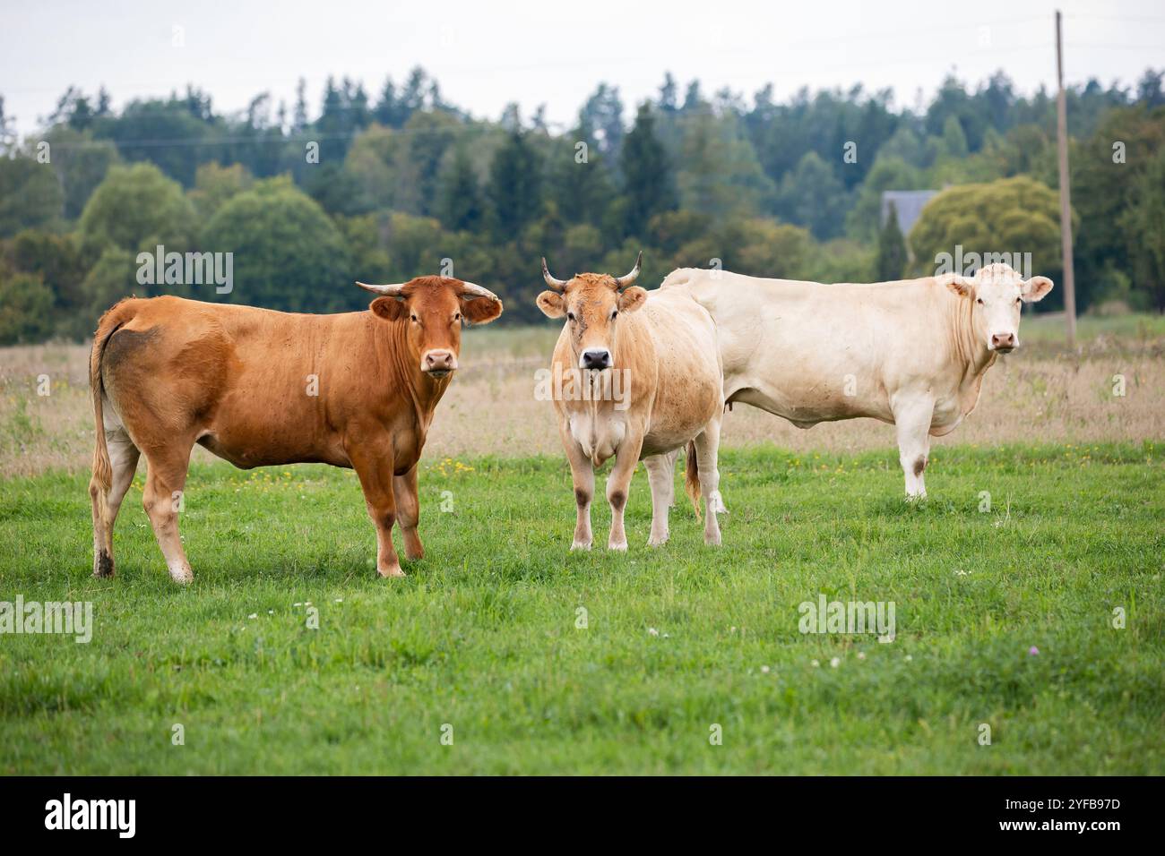 Three cows grazing in a lush green field, representing organic cattle ...