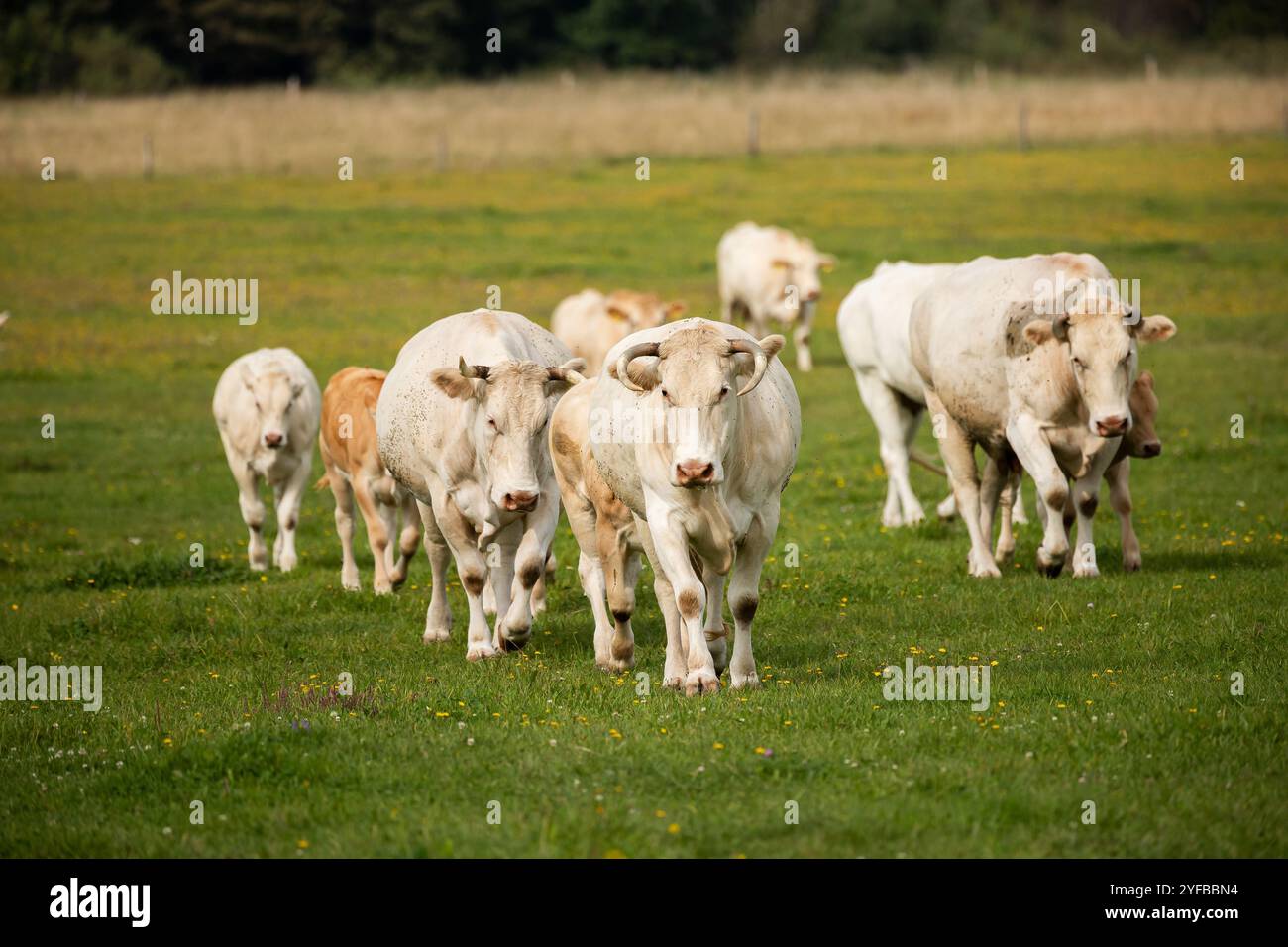 A herd of cows and calves walking towards the camera on a grassy field ...