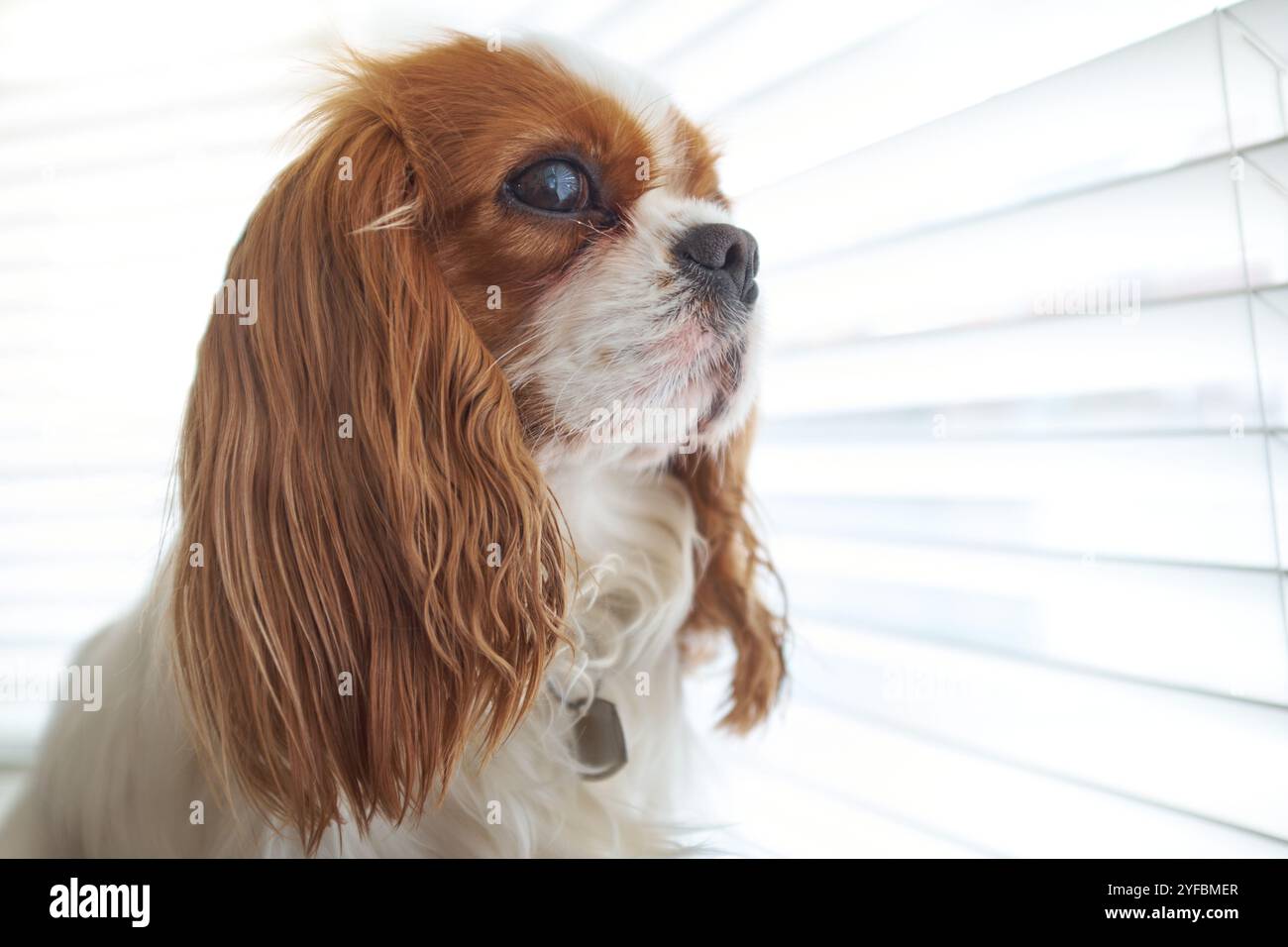 A Blenheim King Charles Cavalier Spaniel looking through a window. Stock Photo
