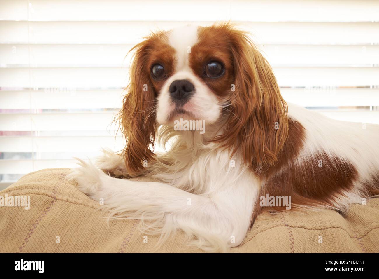 Blenheim King Charles Cavalier Puppy. Stock Photo
