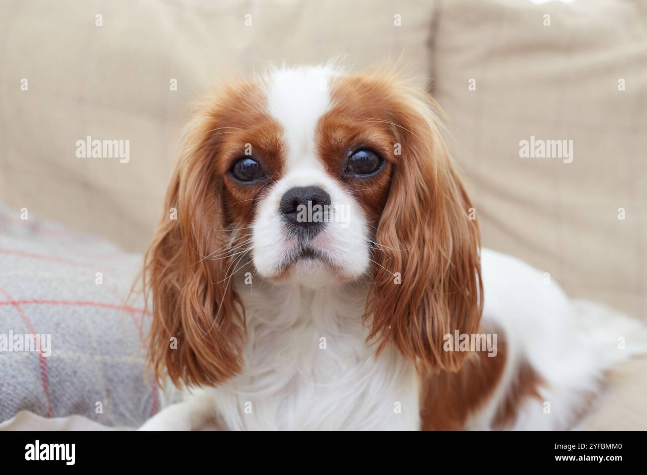 Blenheim King Charles Cavalier Puppy. Stock Photo