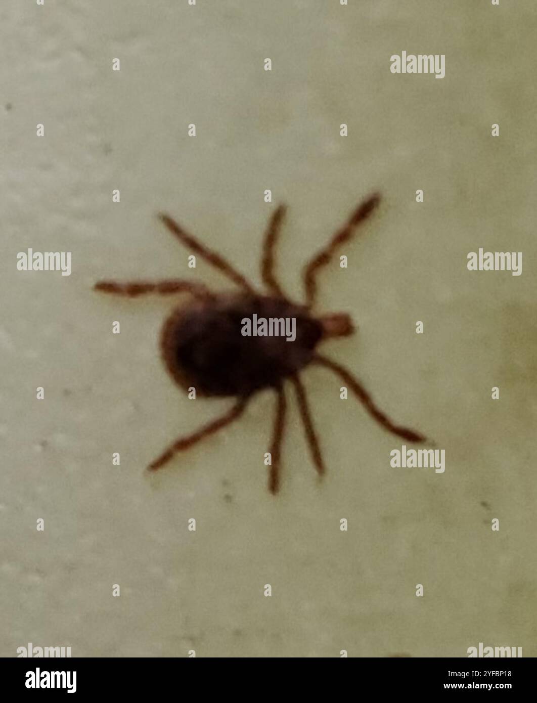 Lone Star Tick (Amblyomma americanum) Stock Photo
