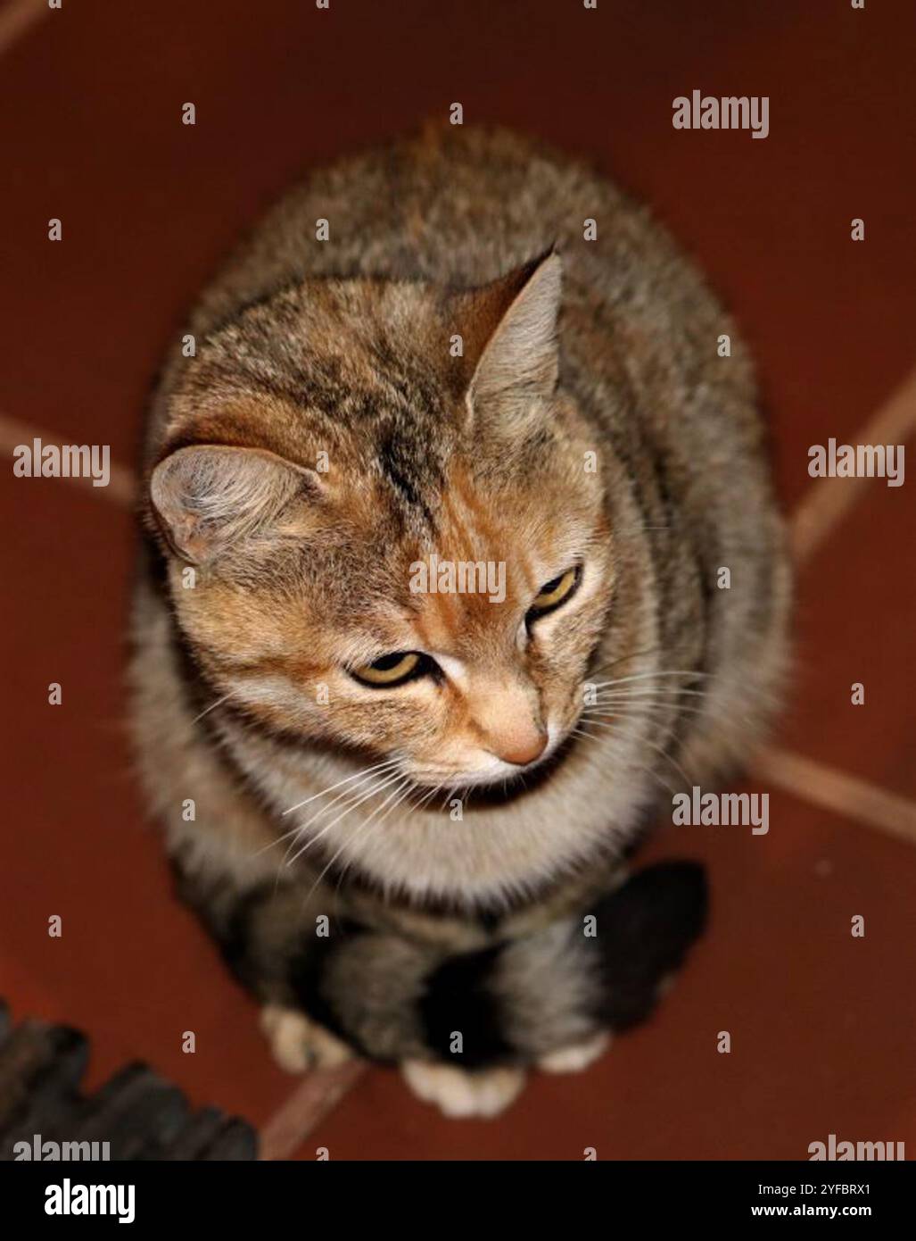 What Does Fnaf Mean In Slang What Does Fnaf Mean In Slang