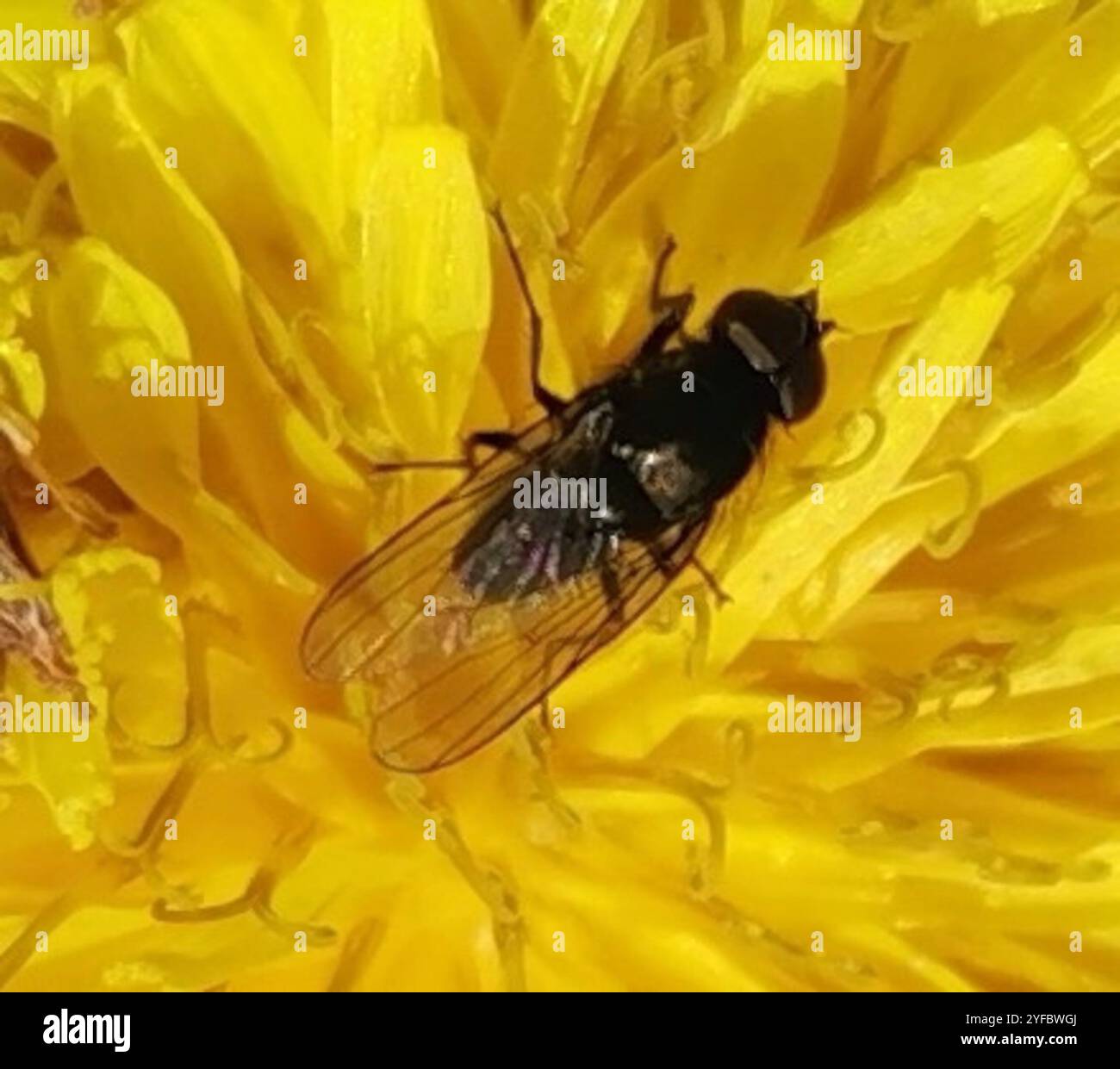 Root Magnotta Insect Root-maggot Flies (Anthomyiidae Stock Photo - Alamy