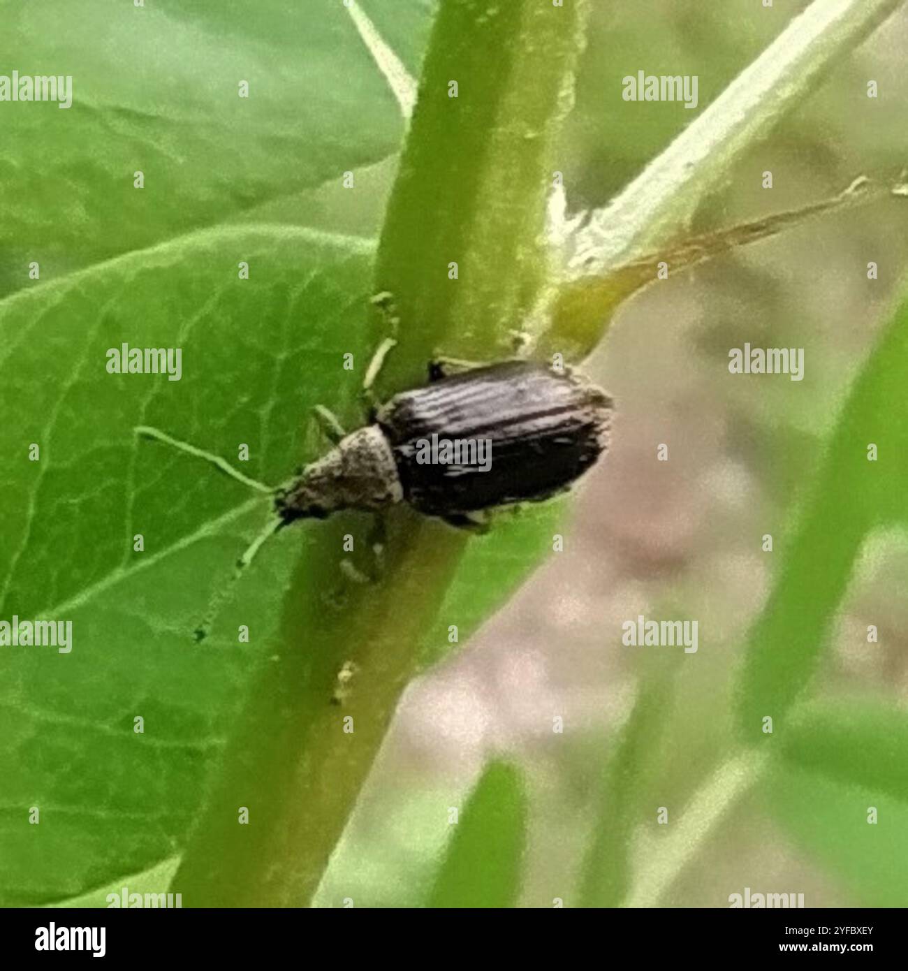Common Leaf Weevil (Phyllobius pyri Stock Photo - Alamy