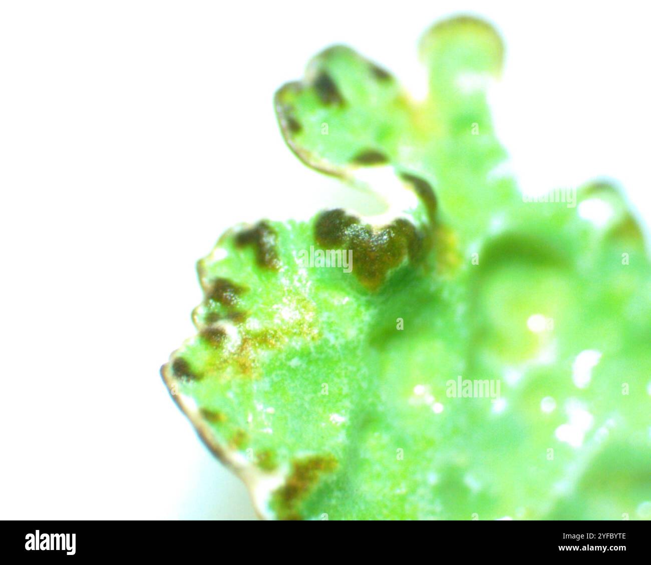 Crumpled rag lichen hi-res stock photography and images - Alamy