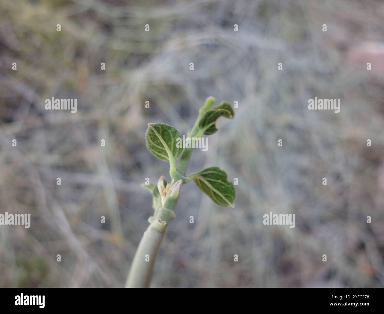 Rhatany Krameria erecta hi-res stock photography and images - Alamy