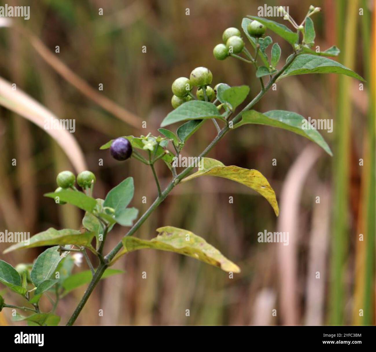 Black Nightshade Complex (Solanum nigrum Stock Photo - Alamy