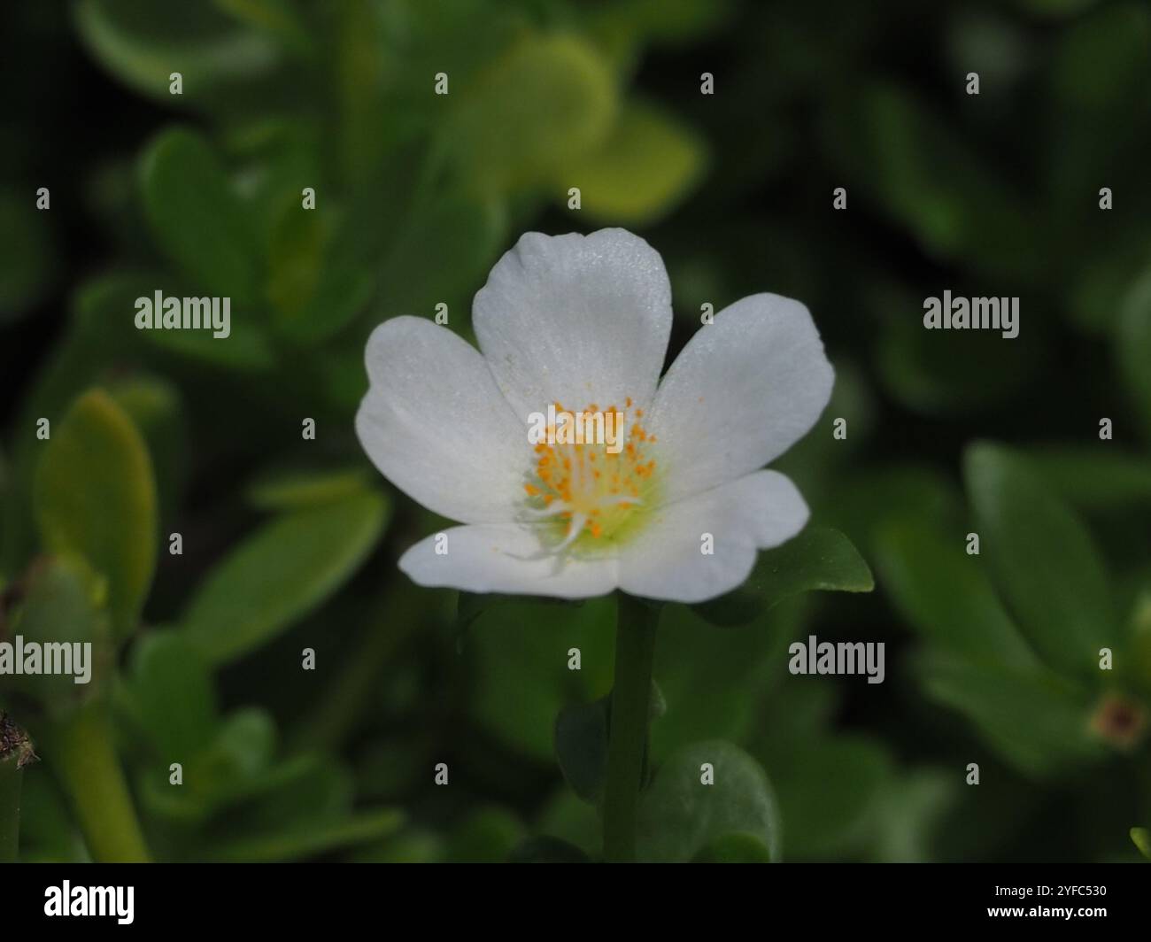 wingpod purslane (Portulaca umbraticola Stock Photo - Alamy
