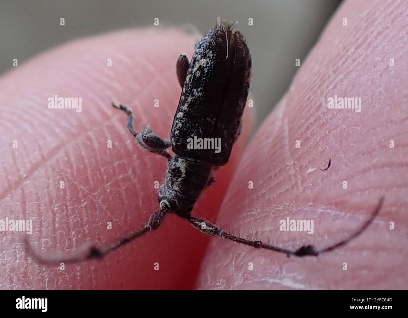 Marginicollis hi-res stock photography and images - Alamy