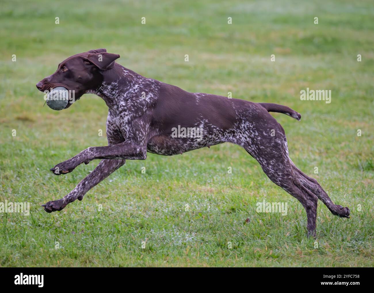 German Shorthaired Pointer Stock Photo