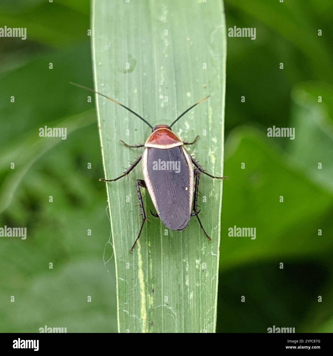 Pale bordered field cockroach hi-res stock photography and images - Alamy