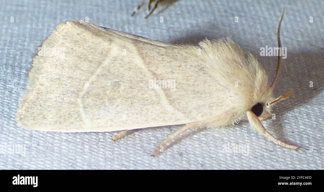 American Dun-bar Moth (Cosmia calami Stock Photo - Alamy