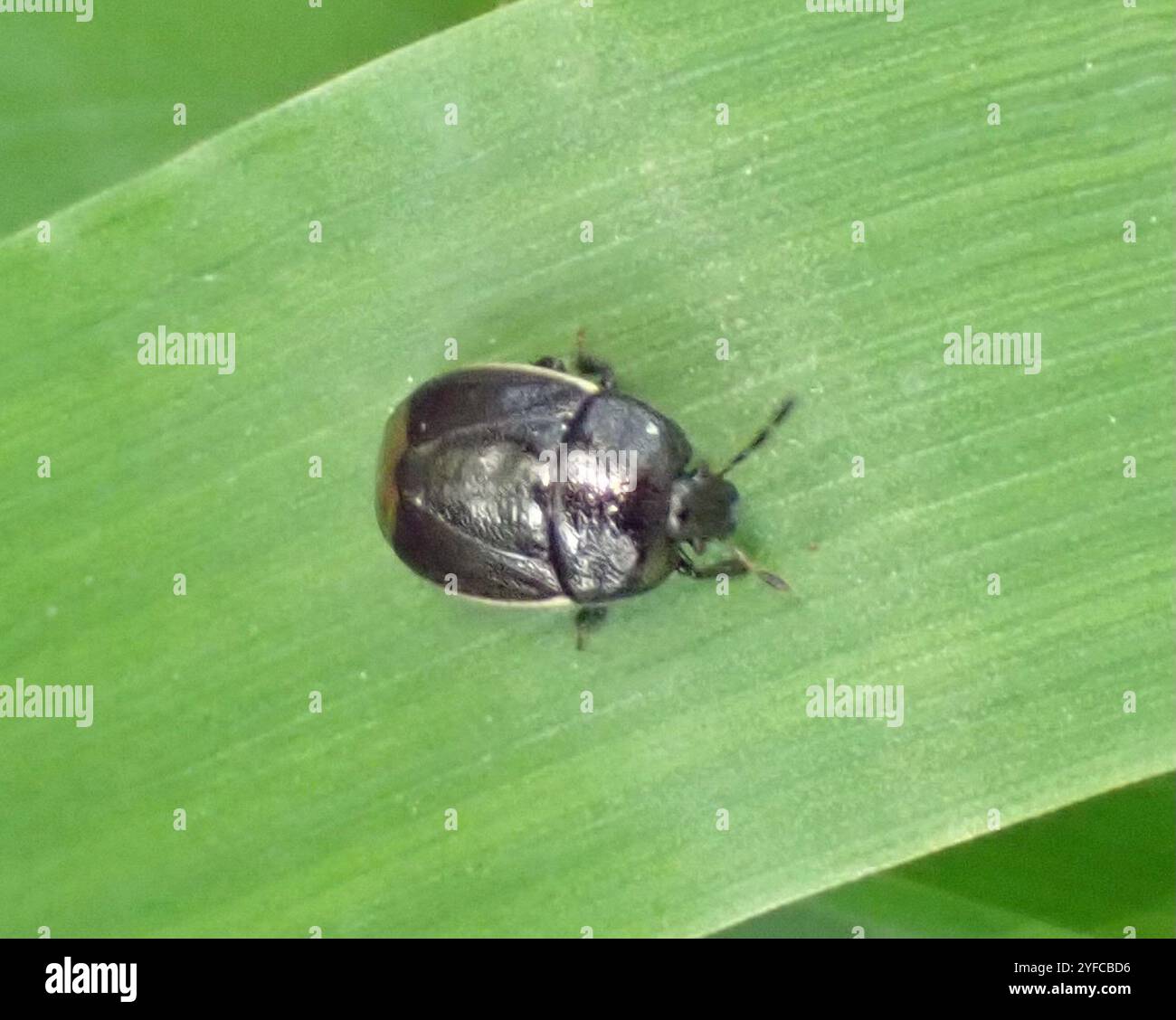 Bordered Shieldbug (Legnotus limbosus Stock Photo - Alamy