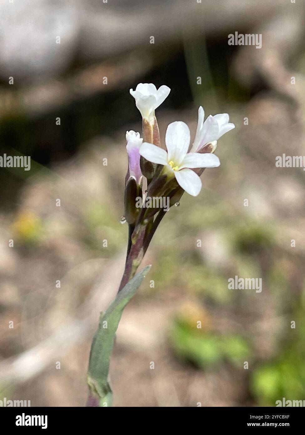 drummond's rockcress (Boechera stricta Stock Photo - Alamy