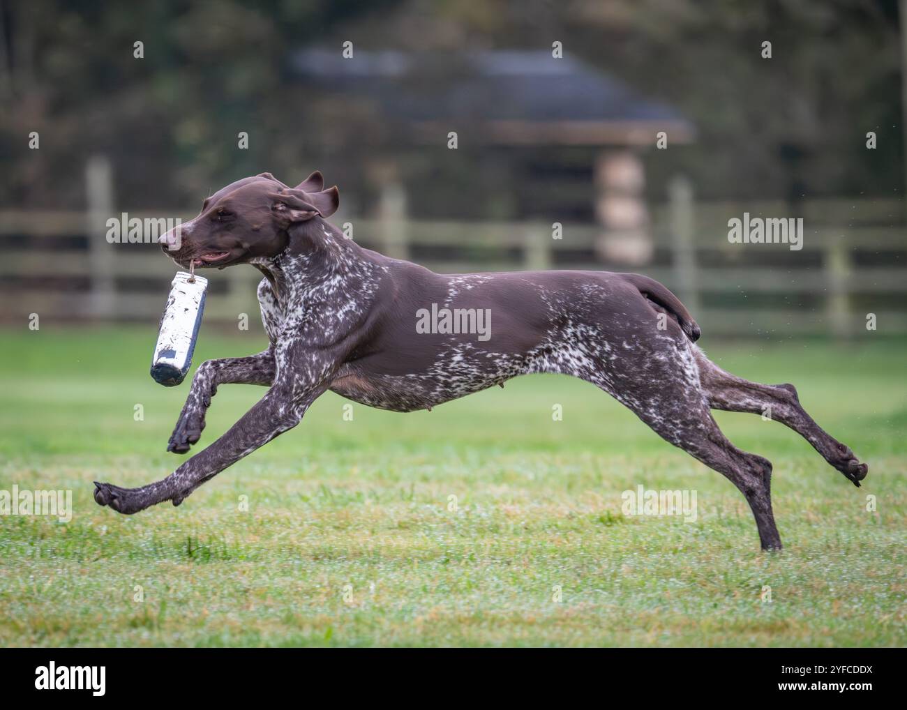 German Shorthaired Pointer Stock Photo