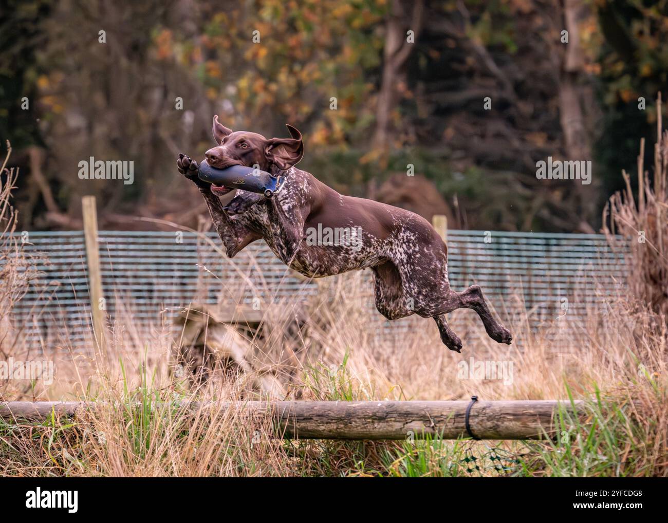 Continental pointing dog hi-res stock photography and images - Alamy