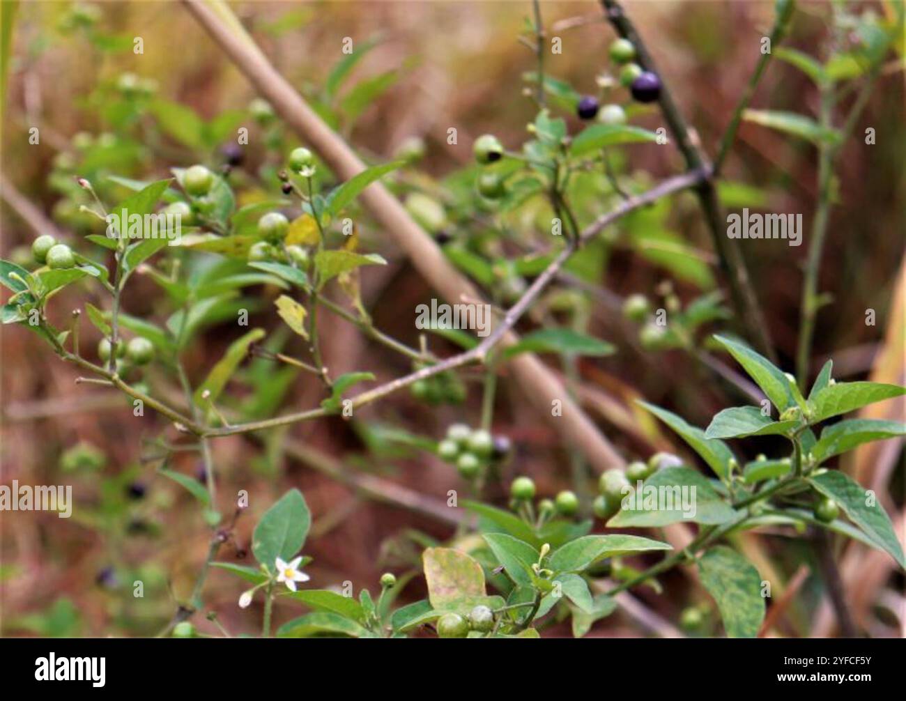 Black Nightshade Complex (Solanum nigrum Stock Photo - Alamy